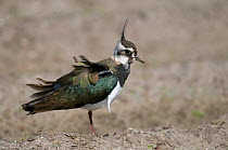 Lapwing (Vanellus vanellus) with wind ruffling its feathers, Texel, the Netherlands