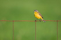 Yellow Wagtail (Motacilla flava) perched on wire, singing, Texel, the Netherlands