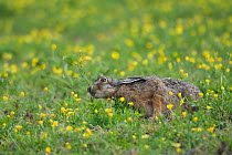 Eruopean brown hare (Lepus europaeus) crouched low, feeding on vegetation, Texel, the Netherlands