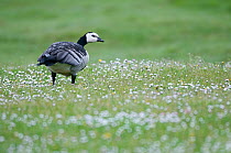 Barnacle Goose (Branta leucopsis) in meadow, Zeeland, the Netherlands