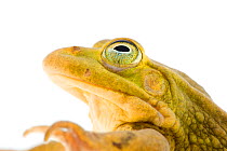 Pool frog {Rana lessonae} head portrait, Estonia