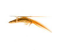 Smooth newt {Triturus vulgaris} underwater, Estonia