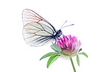 Black veined white butterfly {Aporia crataegi} on red clover flower {Trofolium pratense} Austria