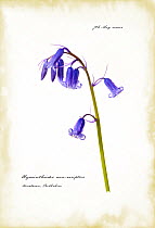Bluebell flowers {Hyacinthoides non-scripta} photograph appearing as book illustration