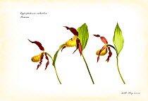 Yellow Lady's slipper orchids {Cypripedium calceolus} in flower, France, photograph appearing as book illustration