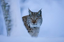 Eurasian lynx (Lynx lynx) in winter birch forest, Norway, captive, april,