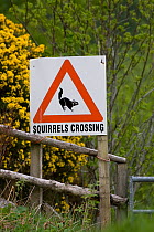 Sign warning of Red squirrels crossing road, Scotland, UK, May 2008