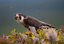 Peregrine falcon (Falco peregrinus) feeding on Wood pigeon with flies buzzing around, Cairngorms, Scotland, UK, captive