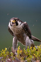 Peregrine falcon (Falco peregrinus) feeding on Wood pigeon with flies buzzing around, Cairngorms, Scotland, UK, captive
