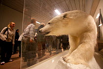 Travellers look at stuffed Polar bear (Ursus maritimus) in case at Longyearbyen airport, Svalbard, Norway