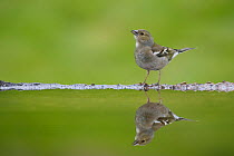 Chaffinch (Fringilla coelebs) female reflected in garden pool, Cairngorms National Park, Scotland, UK, May