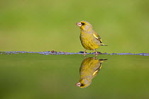Greenfinch (Carduelis chloris) male reflected in garden pool, Cairngorms National Park, Scotland, UK, May