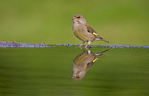 Greenfinch (Carduelis chloris) female reflected in garden pool, Cairngorms National Park, Scotland, UK, May