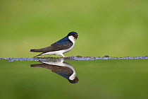 House Martin (Delichon urbicum) beside garden pool, collecting mud for nest, Cairngorms National Park, Scotland, UK, May