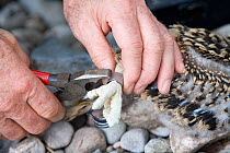 Raptor ecologist, Roy Dennis, fitting identification band to young Osprey (Pandion haliaeetus) Cairngorms, Scotland, UK, July 2008