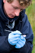 Researcher marks up blood sample taken from upland Water vole (Arvicola terrestris) as part of Cairngorms Water Vole Conservation Project, Scotland, UK, JulY 2008