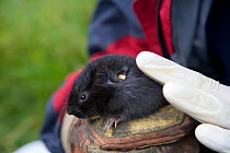 Upland water vole (Arvicola terrestris) is fitted with ear tag as part of conservation project, Cairngorms, Scotland, UK, July 2008
