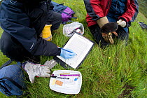 Researchers examine an Upland water vole (Arvicola terrestris) as part of Cairngorms Water Vole Conservation Project, Scotland, UK, July 2008