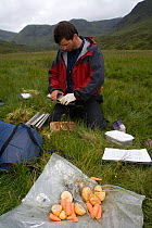 Carrots and potatoes used to bait Upland water vole (Arvicola terrestris) as part of conservation project, Cairngorms, Scotland, UK, July 2008, Model released