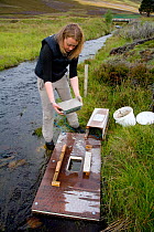 Dr Rosalind Bryce setting up a mink raft to trap American mink {Mustela vion} as part of Cairngorms water vole conservation project, Scotland, UK, August 2008