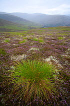 Deer grass (Trichophorum cespitosum) on hillside, Glenfeshie, Cairngorms, Scotland, August 2008