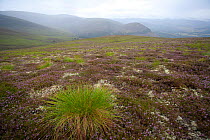 Deer grass (Trichophorum cespitosum) on hillside, Glenfeshie, Cairngorms, Scotland, UK, August 2008