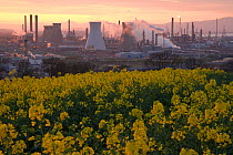 Grangemouth Oil Refinery with oil seed rape in the foreground, dusk, Grangemouth, Central Scotland, UK, May 2008
