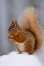 Red squirrel {Sciurus vulgaris} feeding on nut in snow, Glenfeshie, Scotland, UK