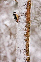 Great-spotted woodpecker {Dendrocopos major} in winter forest, Cairngorms, Scotland, UK