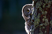 Great grey owl {Strix nebulosa} peering from behind tree trunk in pine forest, captive, Scotland, UK, February