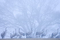 Flock of Common crane {Grus grus} in dawn mist on wintering grounds, Hornborga, Sweden, April