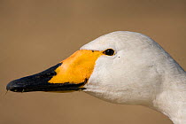 Whooper swan (Cygnus cygnus) head profile portrait, Hornborga, Sweden.