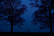 Silhouette of single Eurasian Crane (Grus grus) at dusk, Hornborga, Sweden, April