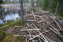 Lodge built by European beaver (Castor Fibor) Sweden, April