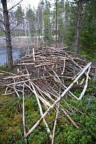Lodge built by European beaver (Castor Fibor), Sweden, April