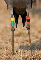Close up of leg rings on Eurasian Crane (Grus grus), Hornborga, Sweden, April