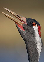 Eurasian Crane (Grus grus) head close-up calling, Hornborga, Sweden, April