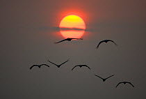 RF- Common cranes (Grus grus) flying in silhouette against sunset, Hornborga, Vastergotland, Sweden. April. (This image may be licensed either as rights managed or royalty free.)