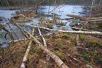 Aspen trees felled by European beaver (Castor Fibor), Sweden, April 2008