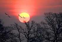 Eurasian Cranes (Grus grus) silhouetted against fiery sunset, Lake Hornborga, Sweden, April