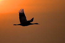Eurasian Crane (Grus grus) silhouetted against fiery sunset, Lake Hornborga, Sweden, April