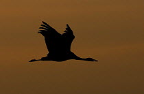 Eurasian Crane (Grus grus) silhouetted against fiery sunset, Lake Hornborga, Sweden, April