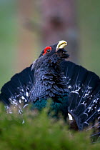 Capercaillie (Tetrao urogallus) male, displaying in pine forest, Cairngorms NP, Scotland, UK, April