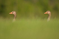 Two Greylag geese {Anser anser} in field, Scotland, UK, June