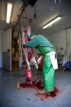 Deer stalker butchering and processing Red deer {Cervus elaphus} hind as part of controlled cull, Glenfeshie, Cairngorms NP, Scotland, UK, June 2008