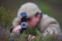 Deer stalker looking down his gun, Glenfeshie, Cairngorms NP, Scotland, UK, June 2008, model released