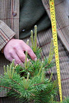 Deer stalker measuring and monitoring pine tree growth, Glenfeshie, Cairngorms, Scotland, UK, June.