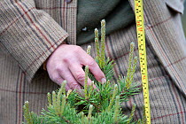 Deer stalker measuring and monitoring pine tree growth, Glenfeshie, Scotland.