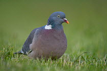Wood Pigeon {Columba palumbus} portrait, Scotland, UK, June