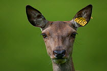 Red deer (Cervus elaphus) hind on deer farm with ear-tag, Strathfarrar, Scotland, UK, June
